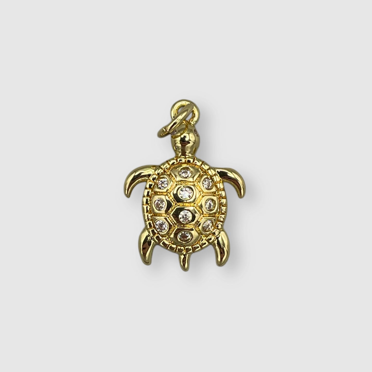 Tortue Étoilée|23